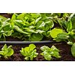 MDS Verlegerohr 13 mm (1/2"), 50 m GARDENA 1347-20